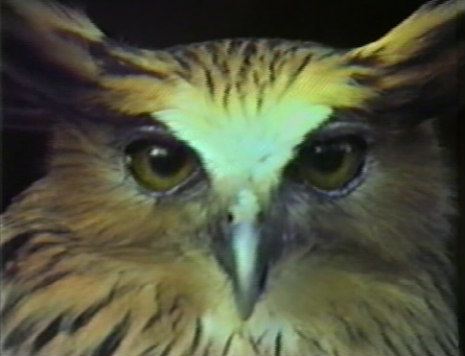 owl_chris_marker